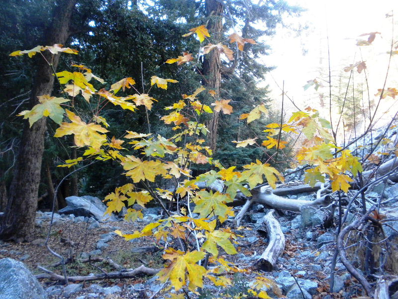 ceglen103110 109.jpg